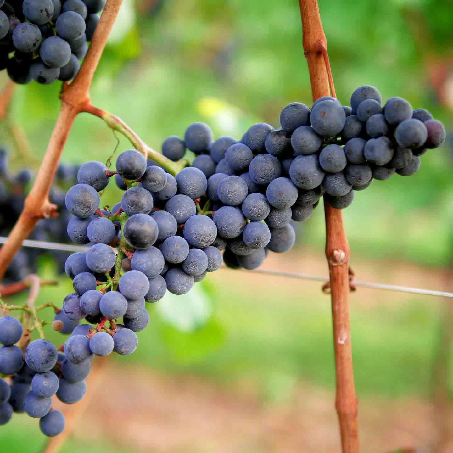 Un racimo de uvas