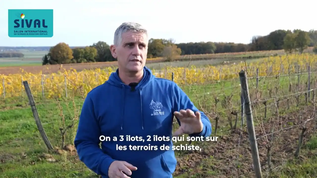 viti