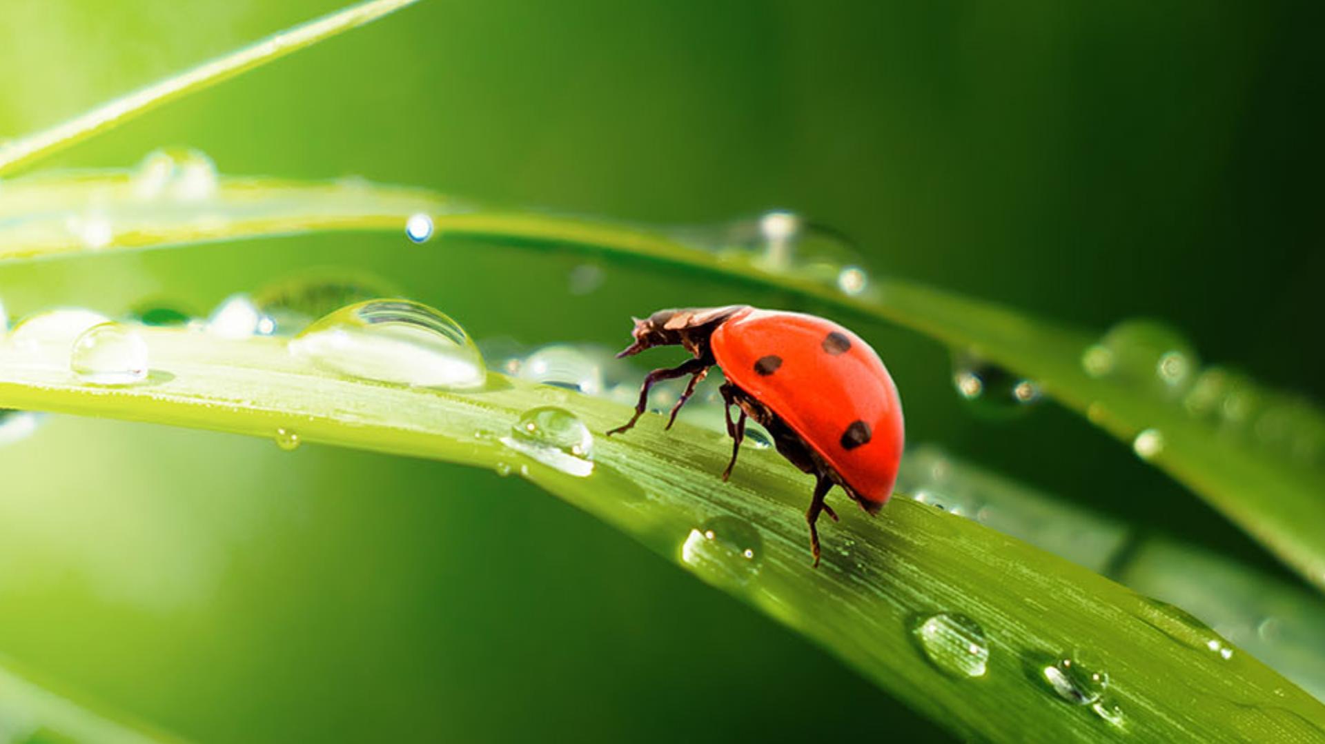 Consumers' environmental concerns influence the sector horticultural market