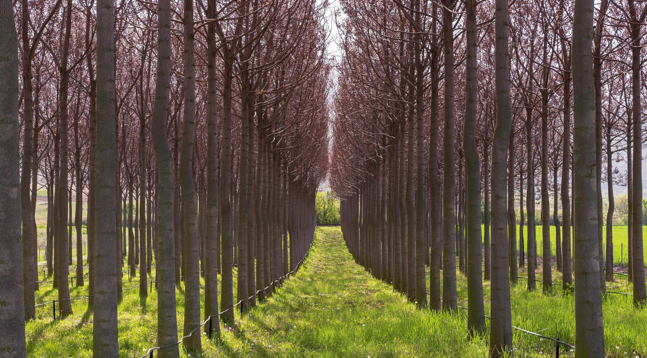 paulownia-4158075