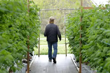 Diversification des cultures : opportunités en châtaigne et framboise - SIVAL 2025