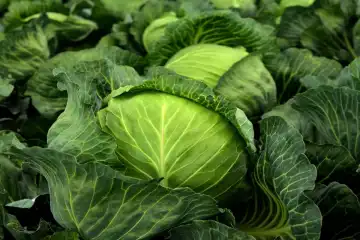 Impact des biostimulants sur les cultures légumières : entre promesses et réalités - SIVAL 2025