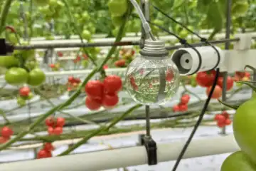 Optimisation énergétique des serres : enjeux et solutions techniques - SIVAL 2025