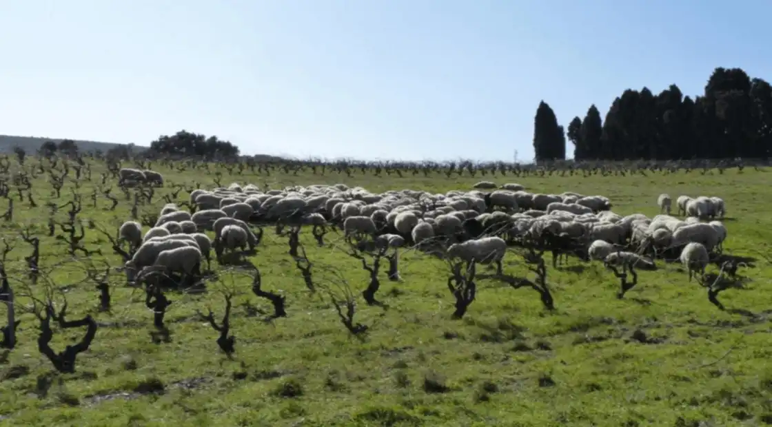 Reconnecter l’élevage et le végétal spécialisé : un espace ressource pour accompagner les agriculteurs - SIVAL 2025
