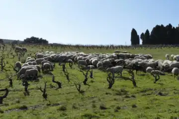 Reconnecter l’élevage et le végétal spécialisé : un espace ressource pour accompagner les agriculteurs - SIVAL 2025