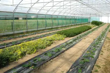 Lutte biologique contre les pucerons : stratégies et solutions innovantes - SIVAL 2025