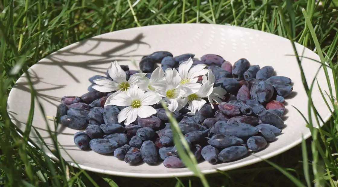 Nouvelles cultures : le paulownia, les plantes tropicales et la camerise - SIVAL 2025