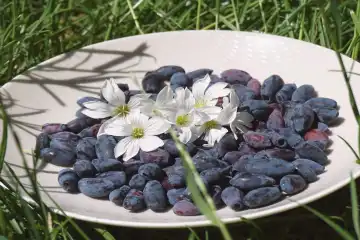 Nouvelles cultures : le paulownia, les plantes tropicales et la camerise - SIVAL 2025