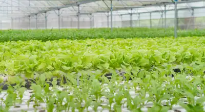 Vegetables