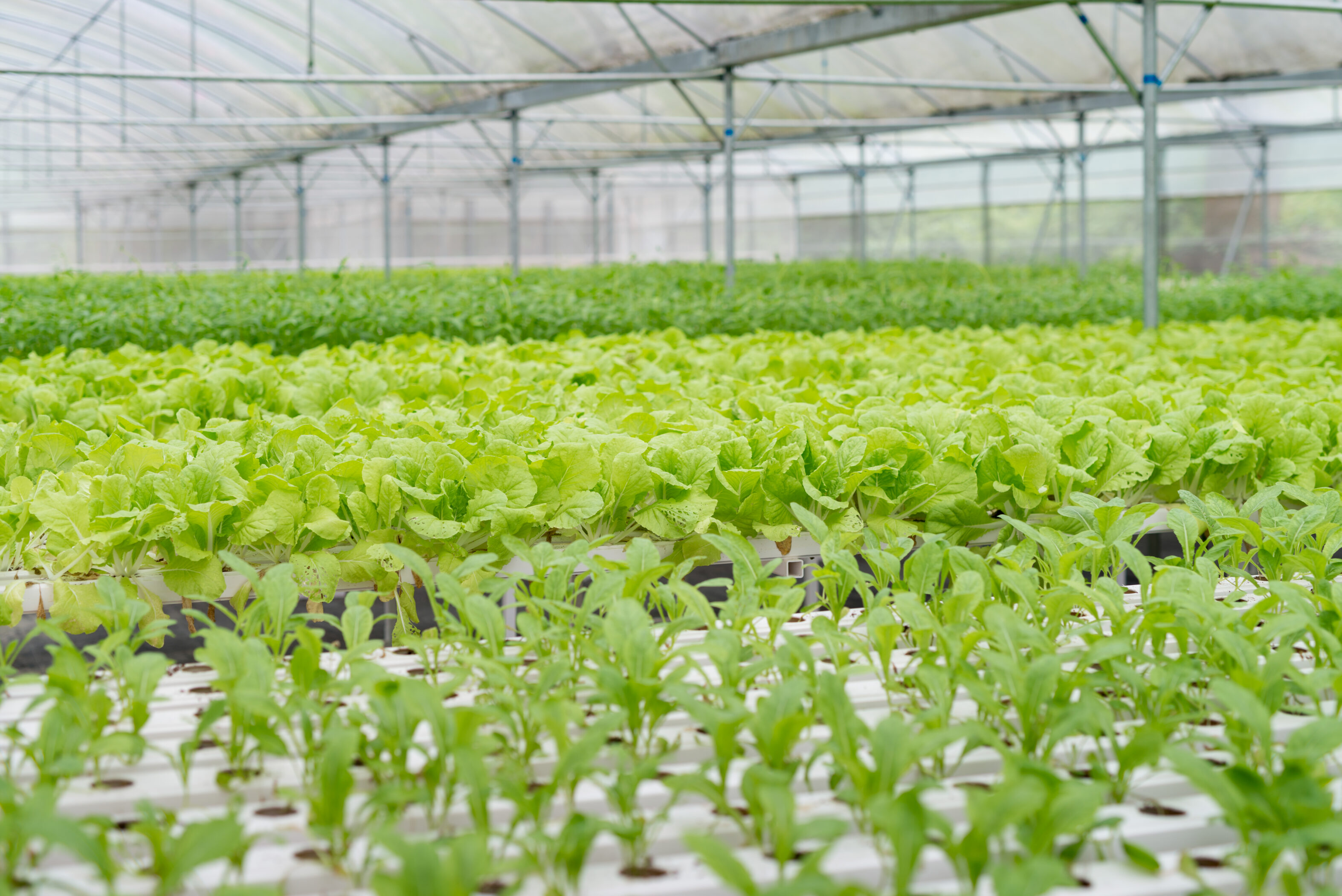 Verduras ecológicas